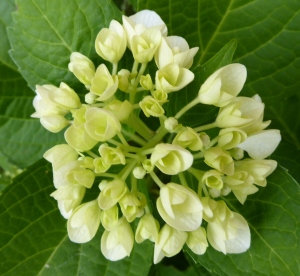 Young inflorescence of Hydrangea developing