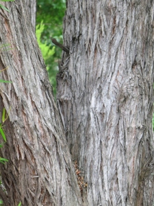 Close up view of the bark